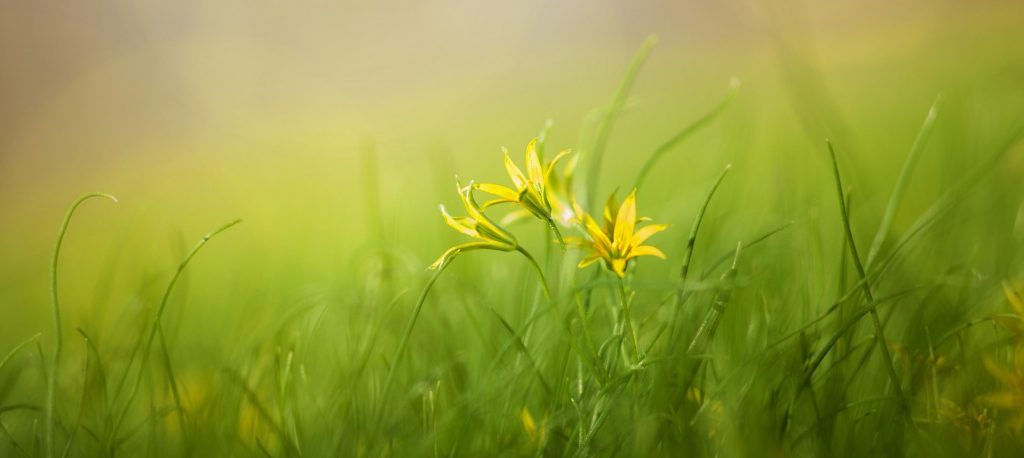 Flower in field